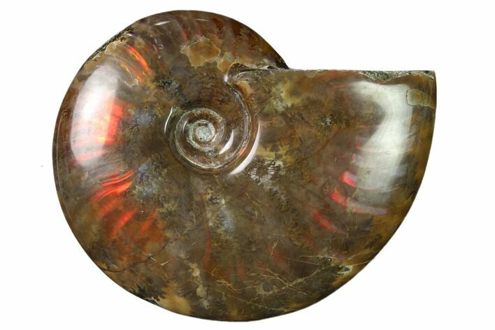 Flashy Red Iridescent Ammonite #155261